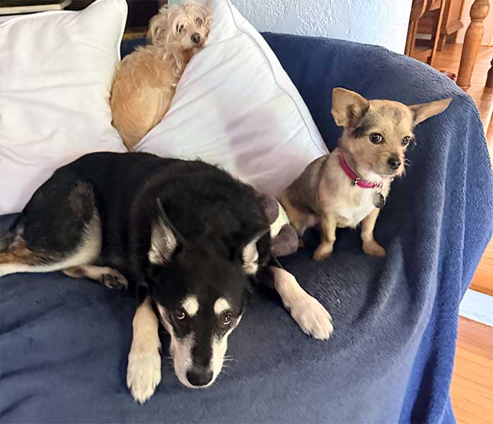West Hollywood Dog Daycare and boarding