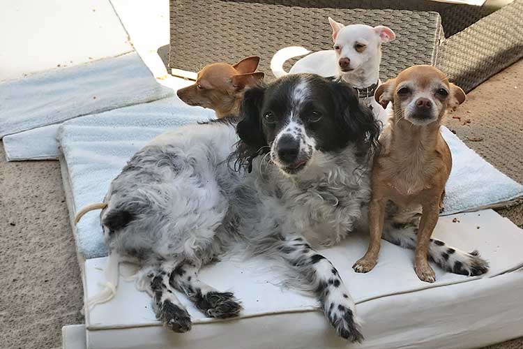 About us Weho Doggy Day Club